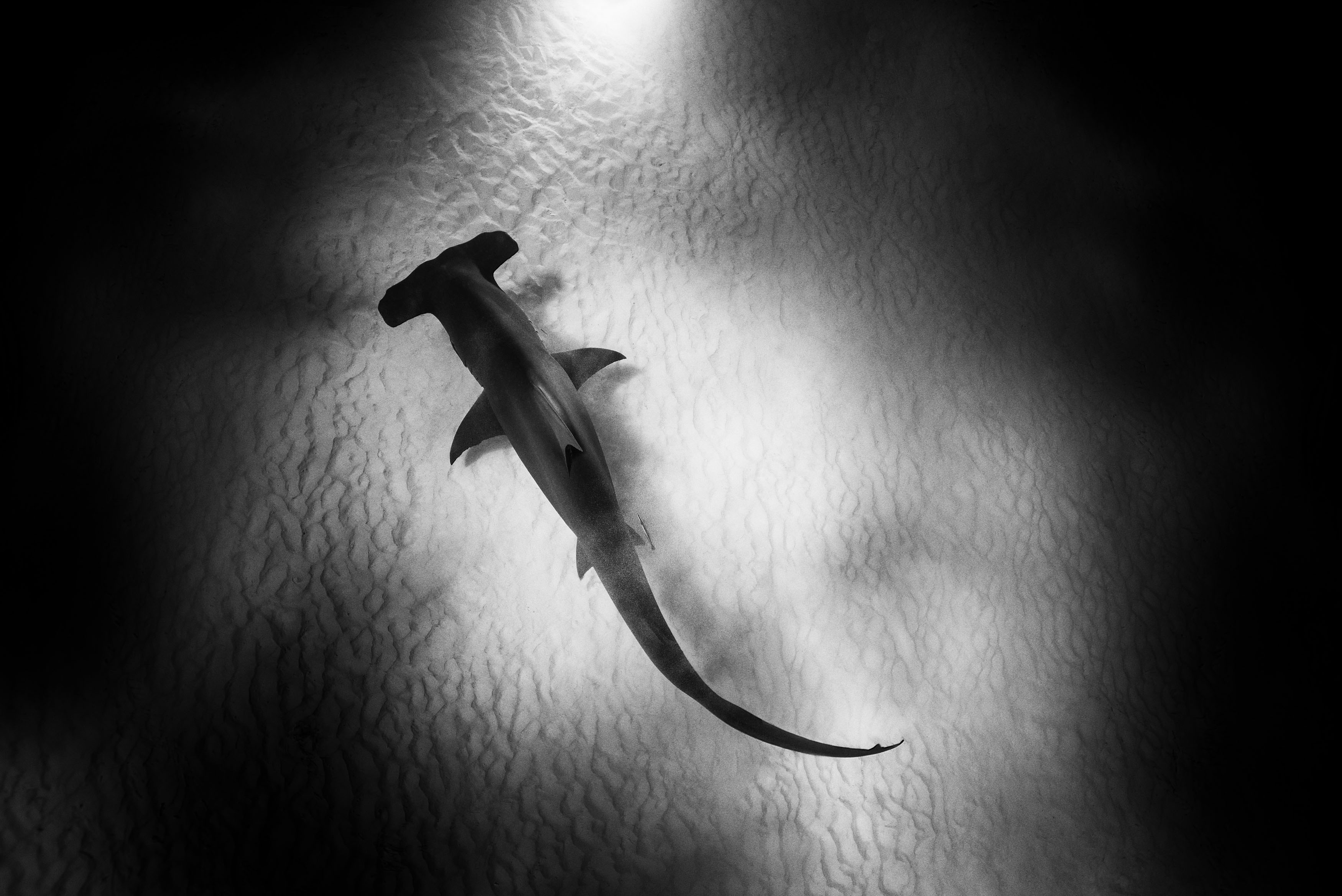 IWCSchaffhausen_Aquatimer_Sharks_5